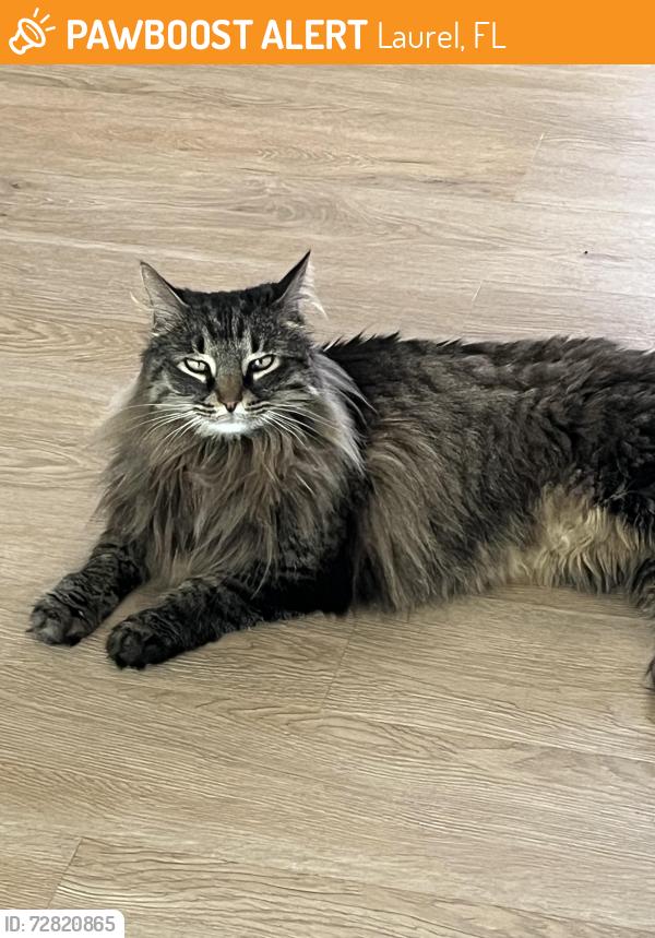 Found/Stray Unknown Cat last seen Shore Rd. Near Nokomis Beach Intercostal Bridge, Laurel, FL 34275