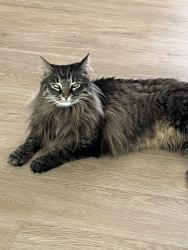 Found/Stray Unknown Cat last seen Shore Rd. Near Nokomis Beach Intercostal Bridge, Laurel, FL 34275
