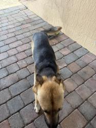 Found/Stray Male Dog last seen Near Ave and 280th Street , Homestead Base, FL 33033