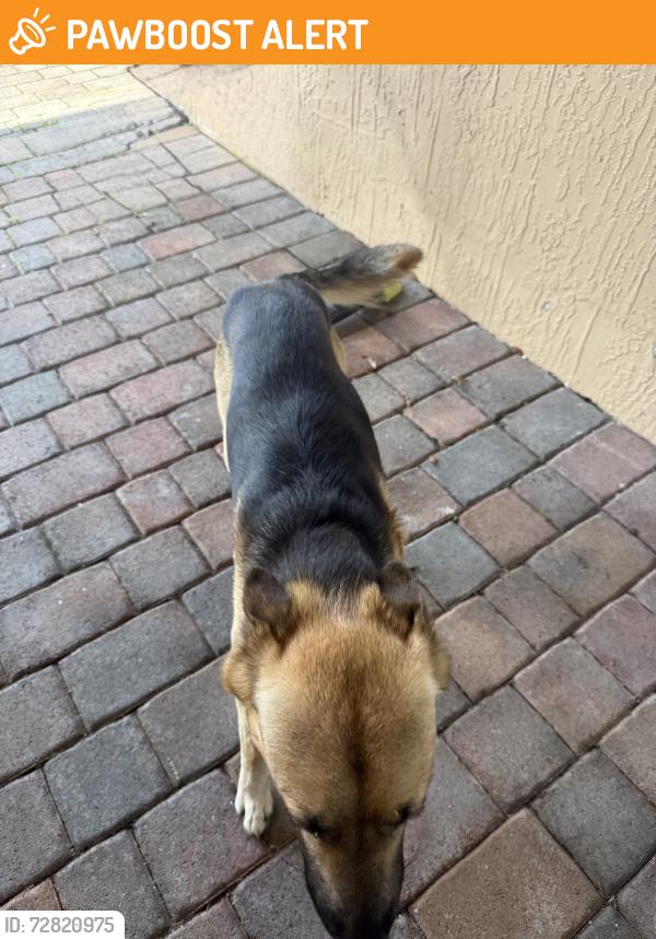 Found/Stray Male Dog last seen Near Ave and 280th Street , Homestead Base, FL 33033