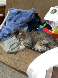 Lost Male Cat last seen Kachina, neighborhood block behind mesa highschool’s football field., Mesa, AZ 85206