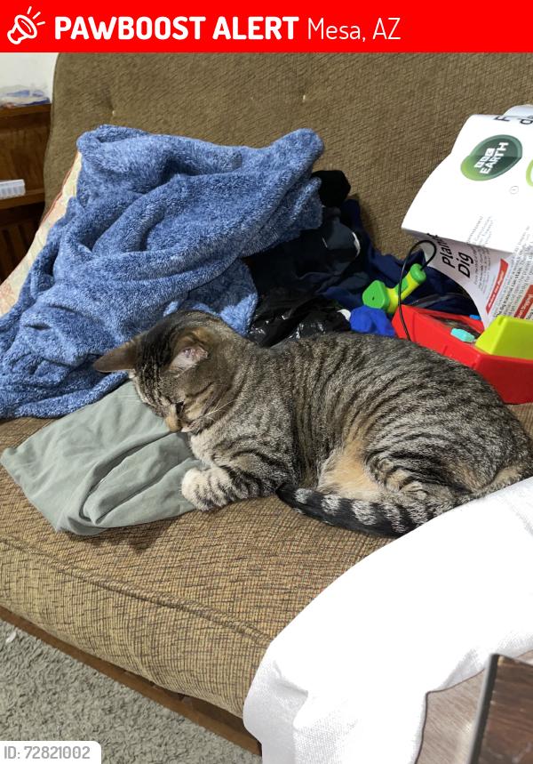 Lost Male Cat last seen Kachina, neighborhood block behind mesa highschool’s football field., Mesa, AZ 85206