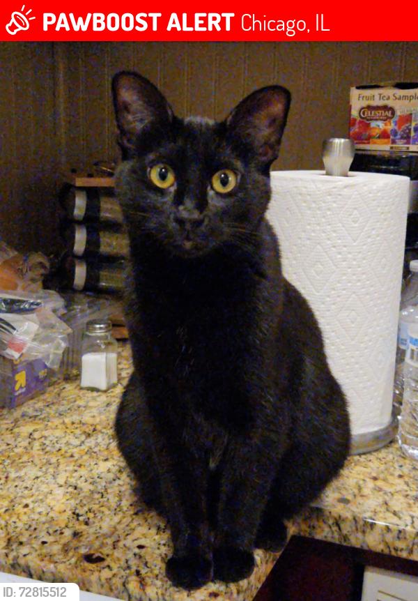 Lost Female Cat last seen Fullerton & pulaski, Chicago, IL 60639