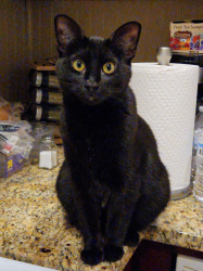 Lost Female Cat last seen Fullerton & pulaski, Chicago, IL 60639