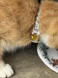Found/Stray Unknown Cat last seen West Jones Bridge Rd, Norcross, GA 30092