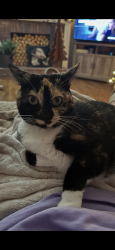 Lost Female Cat last seen Webb ginn , Gwinnett County, GA 30045
