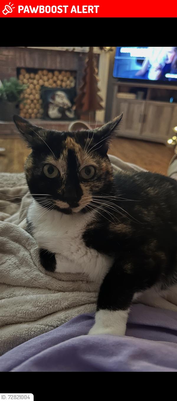 Lost Female Cat last seen Webb ginn , Gwinnett County, GA 30045
