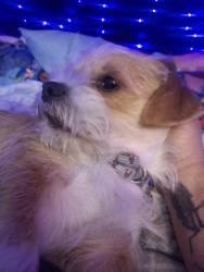 Reunited Male Dog last seen Main and lyon, Springfield, MO 65803