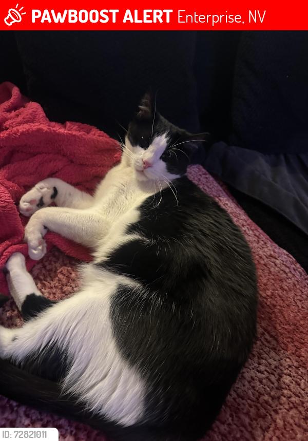 Lost Male Cat last seen Jones Warm Spring, Enterprise, NV 89118
