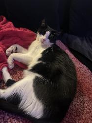 Lost Male Cat last seen Jones Warm Spring, Enterprise, NV 89118
