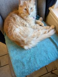 Lost Male Cat last seen Tecumseh and 48th, Norman, OK 73072