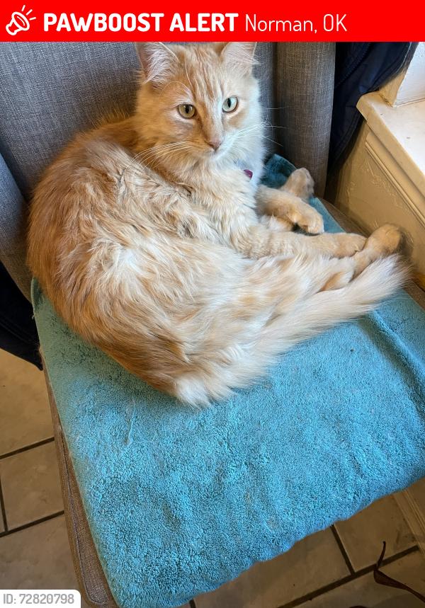 Lost Male Cat last seen Tecumseh and 48th, Norman, OK 73072