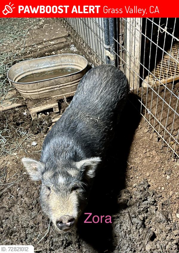 Lost Female Other last seen Hwy 49 at Dew Drop Inn, Grass Valley, CA 95945