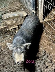 Lost Female Other last seen Hwy 49 at Dew Drop Inn, Grass Valley, CA 95945