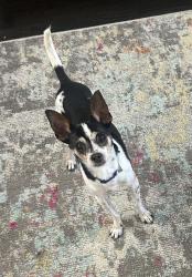 Lost Male Dog last seen Ionia and Mankato, Chicago, IL 60646