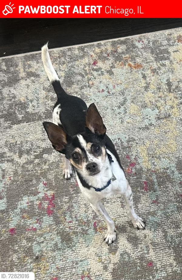Lost Male Dog last seen Ionia and Mankato, Chicago, IL 60646