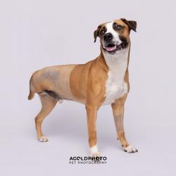 Shelter Stray Male Dog last seen , Tampa, FL 33607