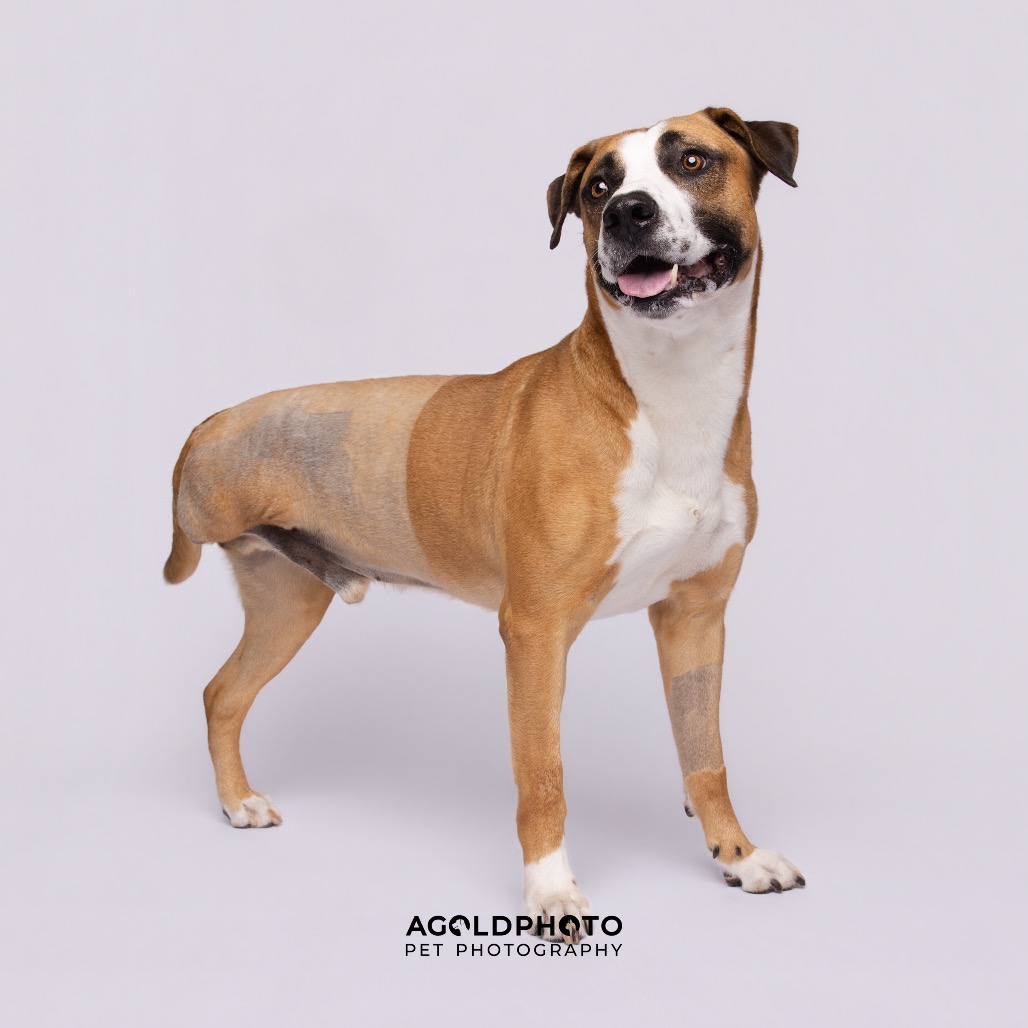 Shelter Stray Male Dog last seen , 3607 N Armenia Ave, Tampa, FL 33607, USA