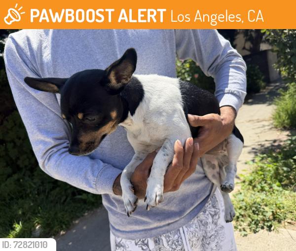 Found/Stray Unknown Dog last seen West LA Corinth Avenue Between Nebraska & Purdue , Los Angeles, CA 90025