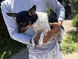 Found/Stray Unknown Dog last seen West LA Corinth Avenue Between Nebraska & Purdue , Los Angeles, CA 90025