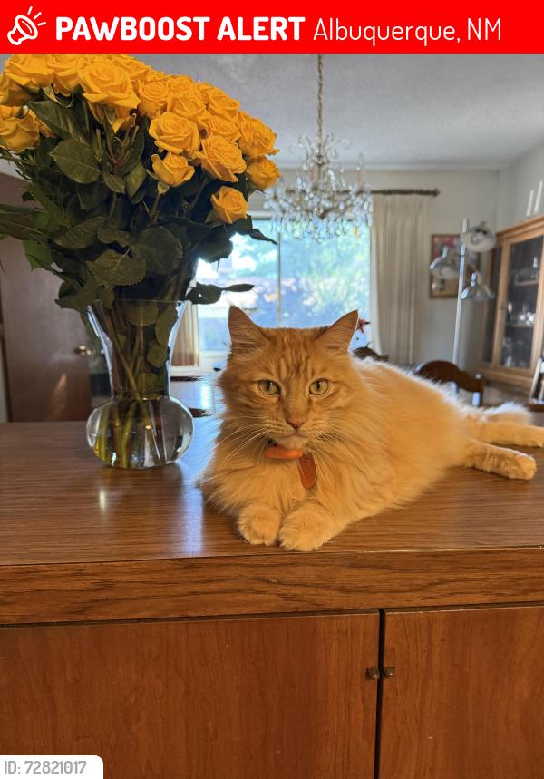 Lost Male Cat last seen Princess Jeanne Av and Field Dr, Albuquerque, NM 87112