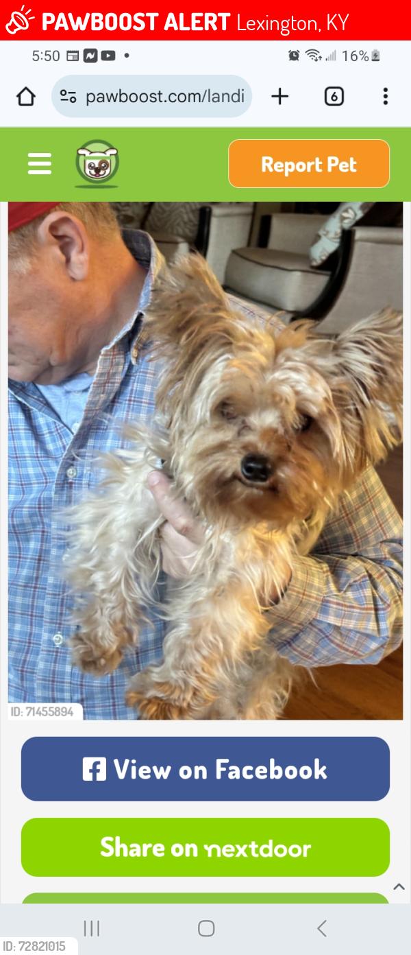 Lost Male Dog last seen Seventh St and Pemberton Lane, Lexington, KY 40508