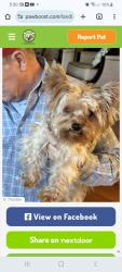 Lost Male Dog last seen Seventh St and Pemberton Lane, Lexington, KY 40508