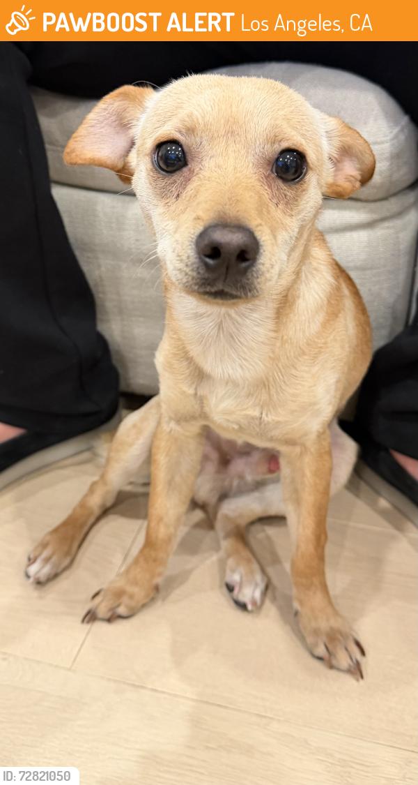 Found/Stray Male Dog last seen Roscoe Blvd, Los Angeles, CA 91352