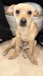 Found/Stray Male Dog last seen Roscoe Blvd, Los Angeles, CA 91352