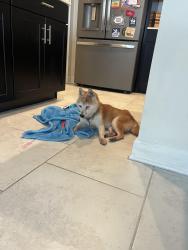 Found/Stray Unknown Dog last seen In Reflections at Storey Lake in Kissimmee, Kissimmee, FL 34746