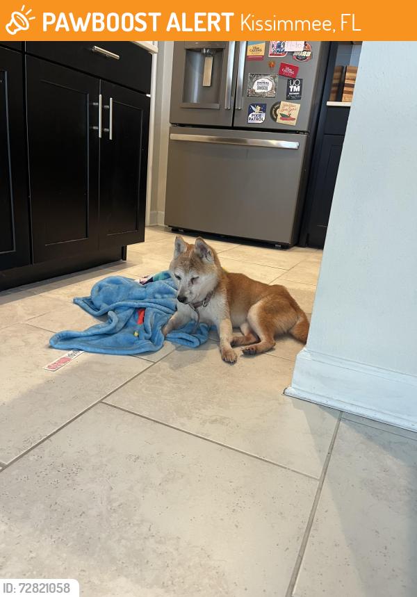 Found/Stray Unknown Dog last seen In Reflections at Storey Lake in Kissimmee, Kissimmee, FL 34746