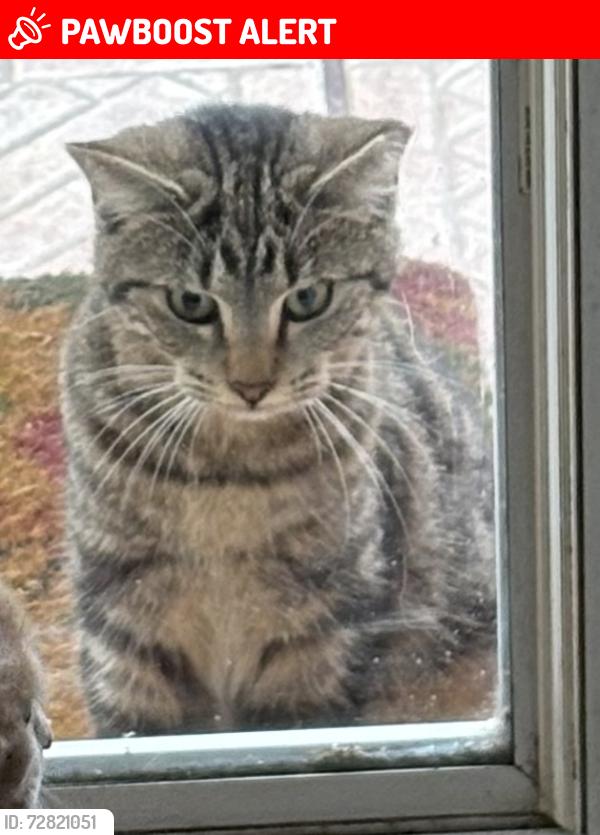 Lost Female Cat last seen Arizona, Fort Walton Beach, FL 32548