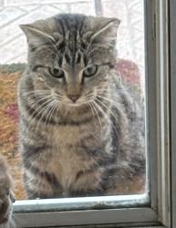 Lost Female Cat last seen Arizona, Fort Walton Beach, FL 32548
