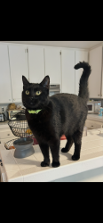 Lost Male Cat last seen William Penn Elementary School , San Diego, CA 92139
