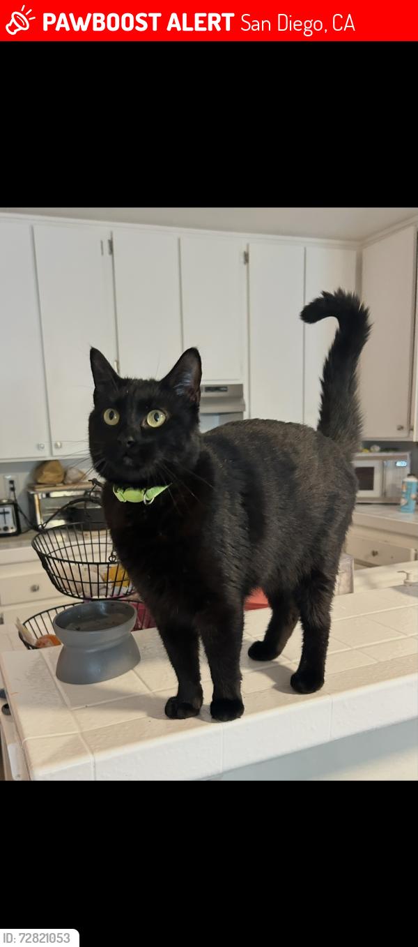 Lost Male Cat last seen William Penn Elementary School , San Diego, CA 92139