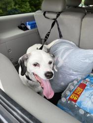 Found/Stray Male Dog last seen Saint Adams Court, Stafford County, VA 22556