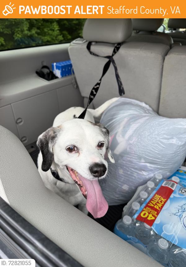 Found/Stray Male Dog last seen Saint Adams Court, Stafford County, VA 22556