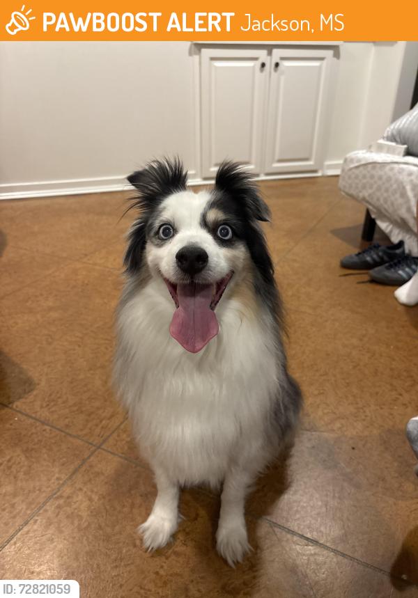 Found/Stray Unknown Dog last seen Hialeah Dr. , Jackson, MS 39211