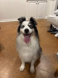 Found/Stray Unknown Dog last seen Hialeah Dr. , Jackson, MS 39211