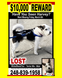Lost Male Dog last seen Square Lake & Woodward, Bloomfield Hills, MI 48304