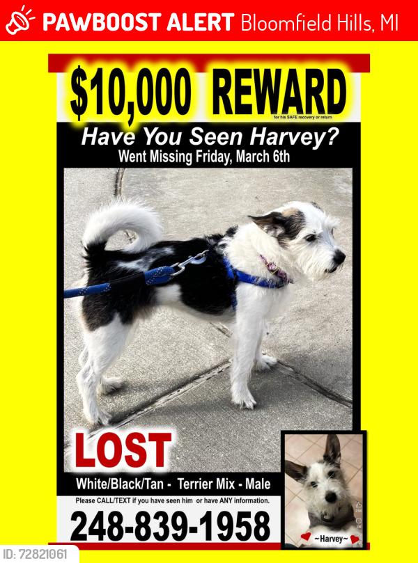 Lost Male Dog last seen Square Lake & Woodward, Bloomfield Hills, MI 48304
