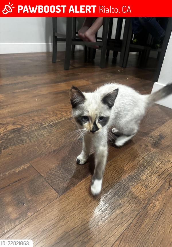 Lost Female Cat last seen Magnolia Ave, Rialto, CA 92376
