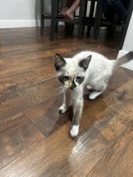 Lost Female Cat last seen Magnolia Ave, Rialto, CA 92376