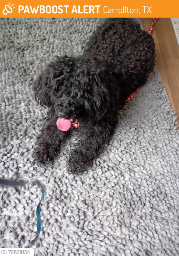 Found/Stray Unknown Dog last seen Alto ave and province , Carrollton, TX 75007