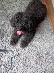 Found/Stray Unknown Dog last seen Alto ave and province , Carrollton, TX 75007