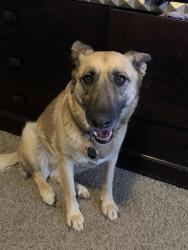 Lost Female Dog last seen Broadway and Camino seco , Tucson, AZ 85710