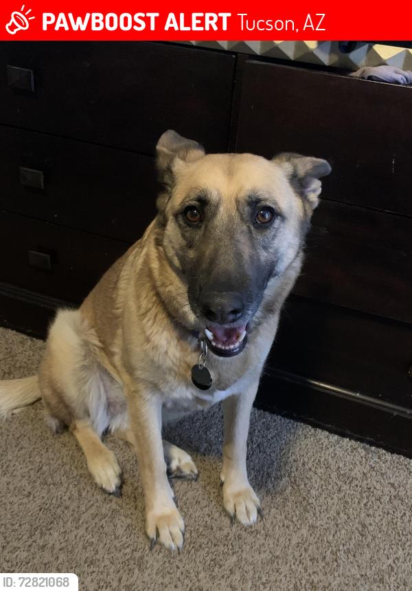 Lost Female Dog last seen Broadway and Camino seco , Tucson, AZ 85710
