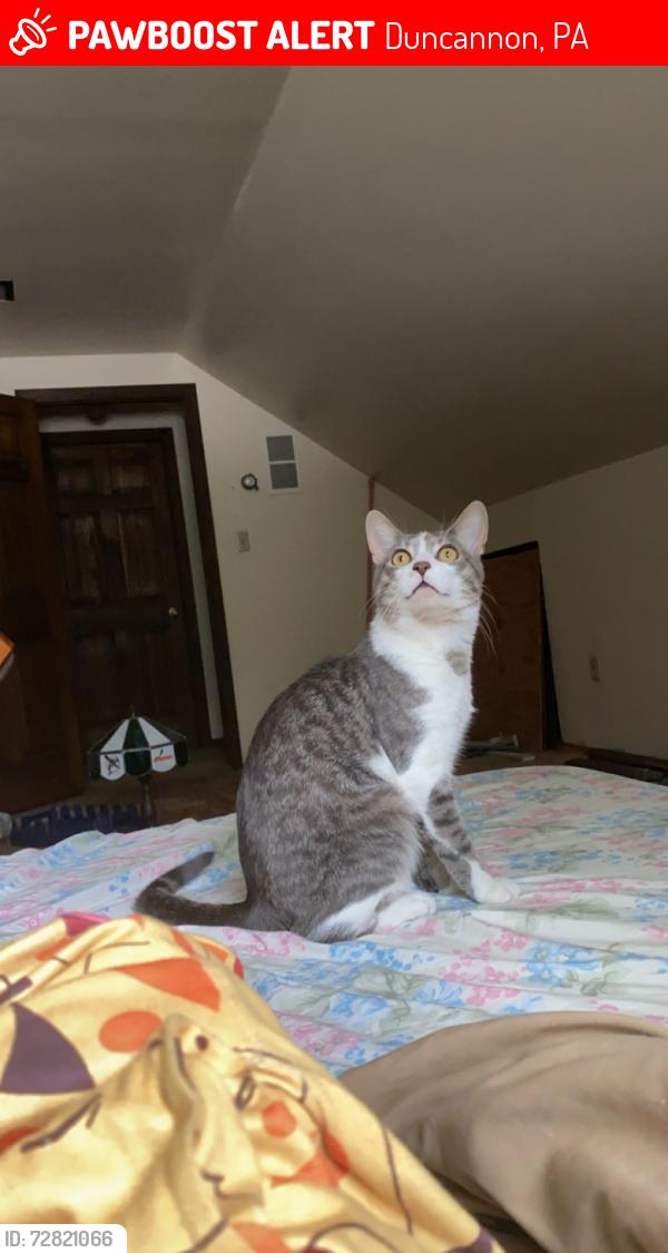 Lost Male Cat last seen Millie’s pizza, Duncannon, PA 17020