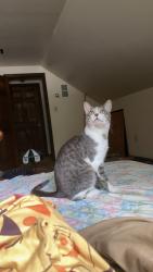 Lost Male Cat last seen Millie’s pizza, Duncannon, PA 17020
