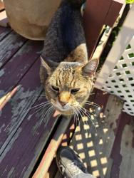 Found/Stray Unknown Cat last seen Wickliffe , Wickliffe, OH 44092